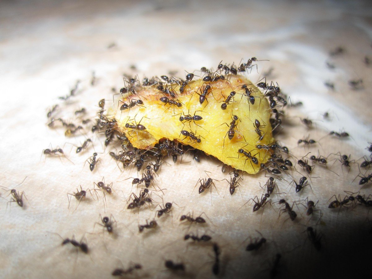 Ant Infestation Causes and Prevention